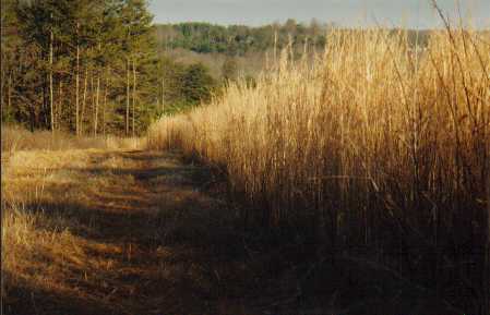 Crop field