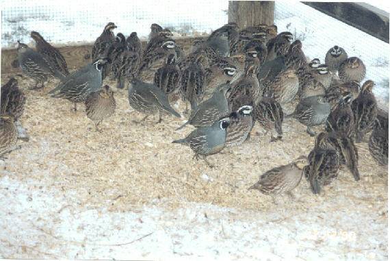 wild Valley quail found in the pen with the bobwhites